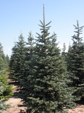 Corkbark Fir